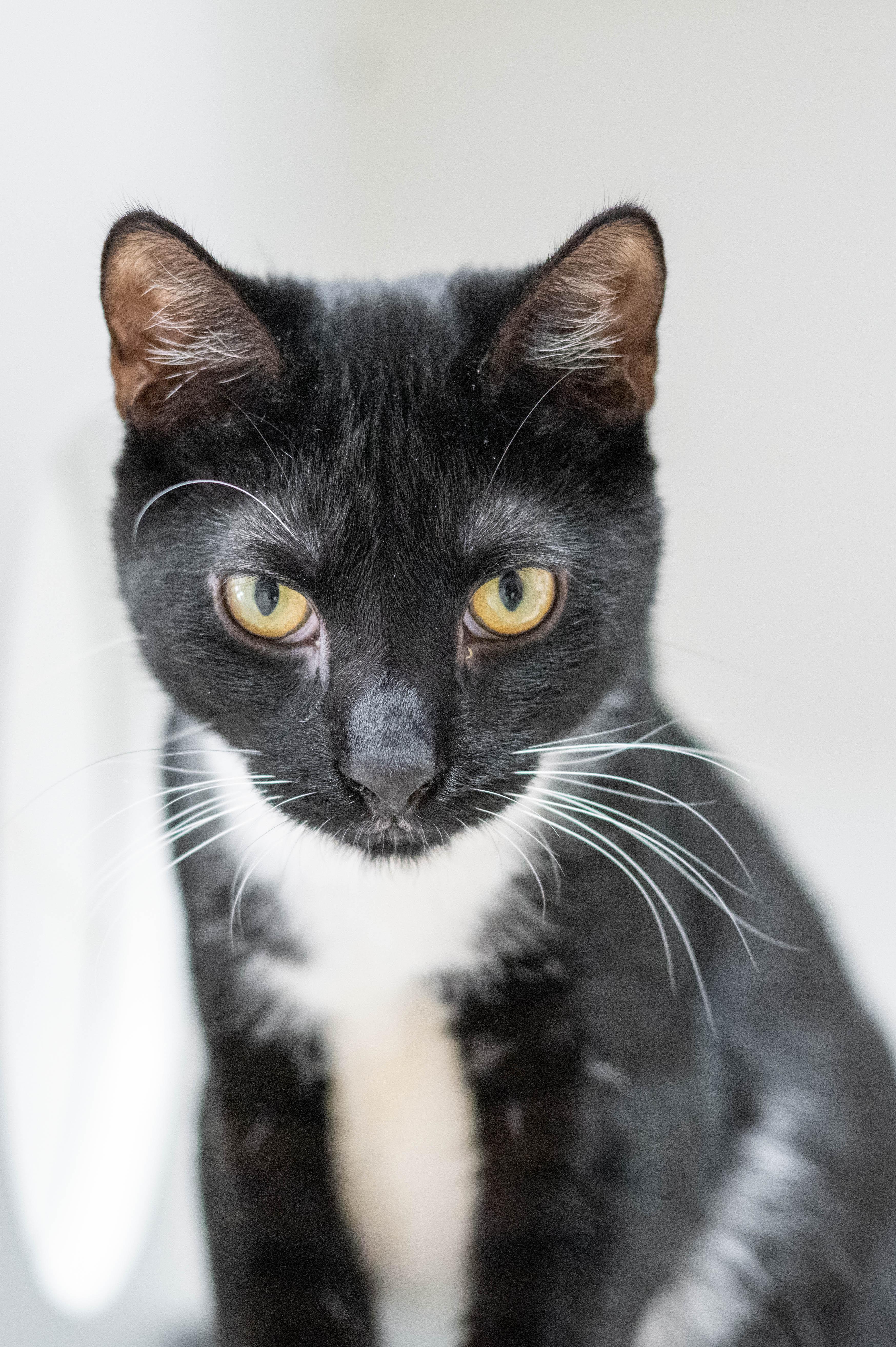 Orphie, a Adoptable Domestic Short Hair in Hilton Head Island, SC image 2/3