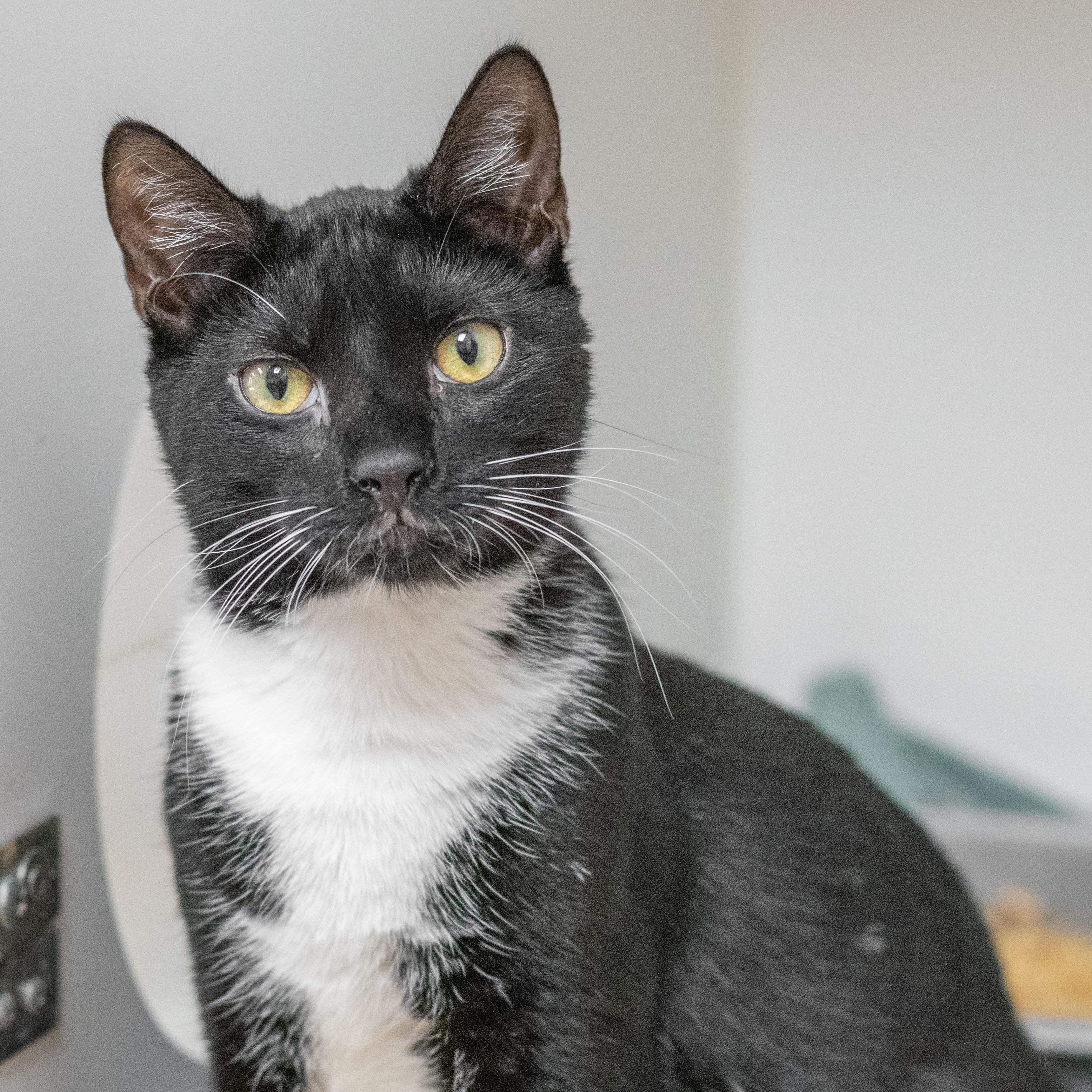 Orphie, a Adoptable Domestic Short Hair in Hilton Head Island, SC image 3/3