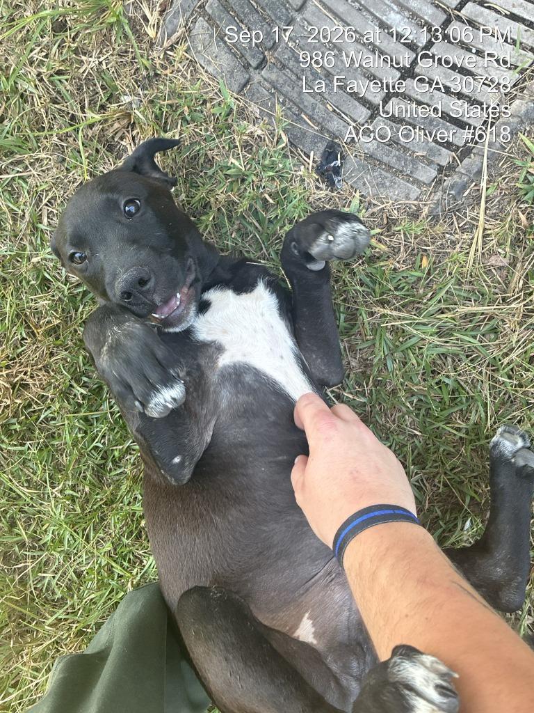 Enlarge Tobias, a Adoptable mixed breed in Chickamauga , GA image 1/1