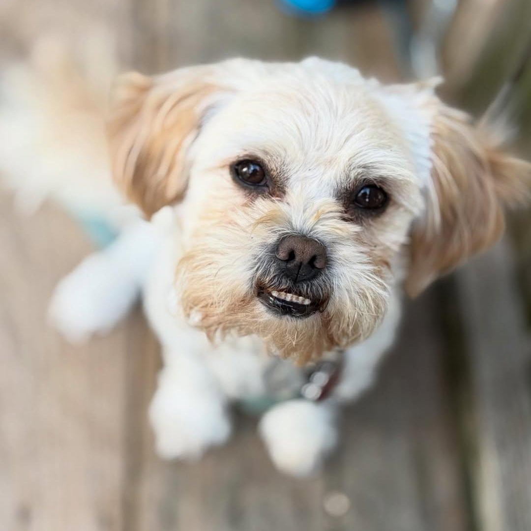 Enlarge Dracula, an adoptable mixed breed in Detroit, MI image 1/4