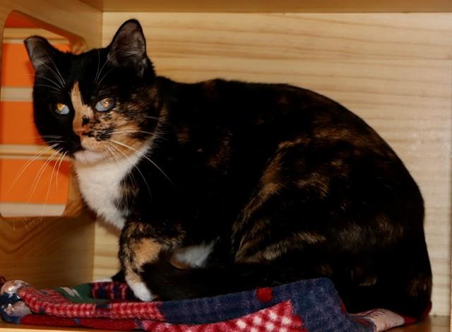 Enlarge MAUDE, a Adoptable Domestic Short Hair in San Luis Obispo, CA image 1/1