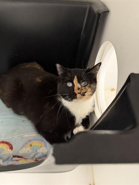 MAUDE, Adoptable, Adult Female Domestic Short Hair.