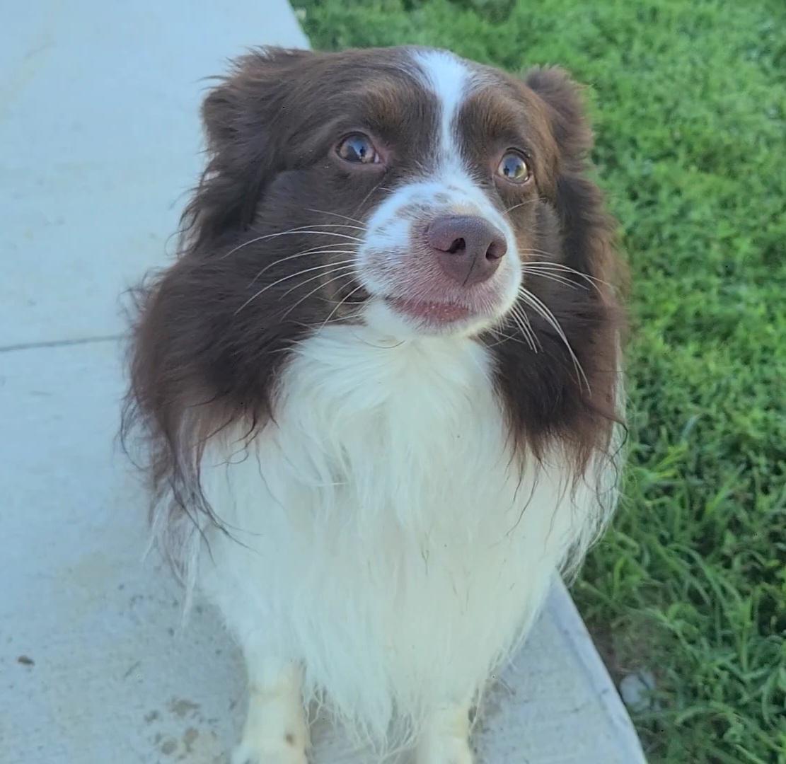 Scout, adopted, Adult Male Australian Shepherd.