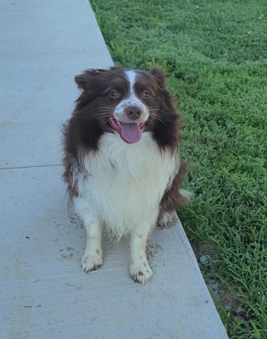 Scout, an adopted Australian Shepherd in Elizabeth, IL image 3/3