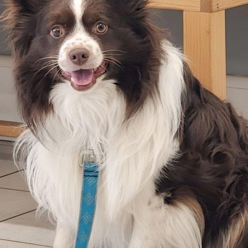 Scout, an adopted Australian Shepherd in Elizabeth, IL image 2/3