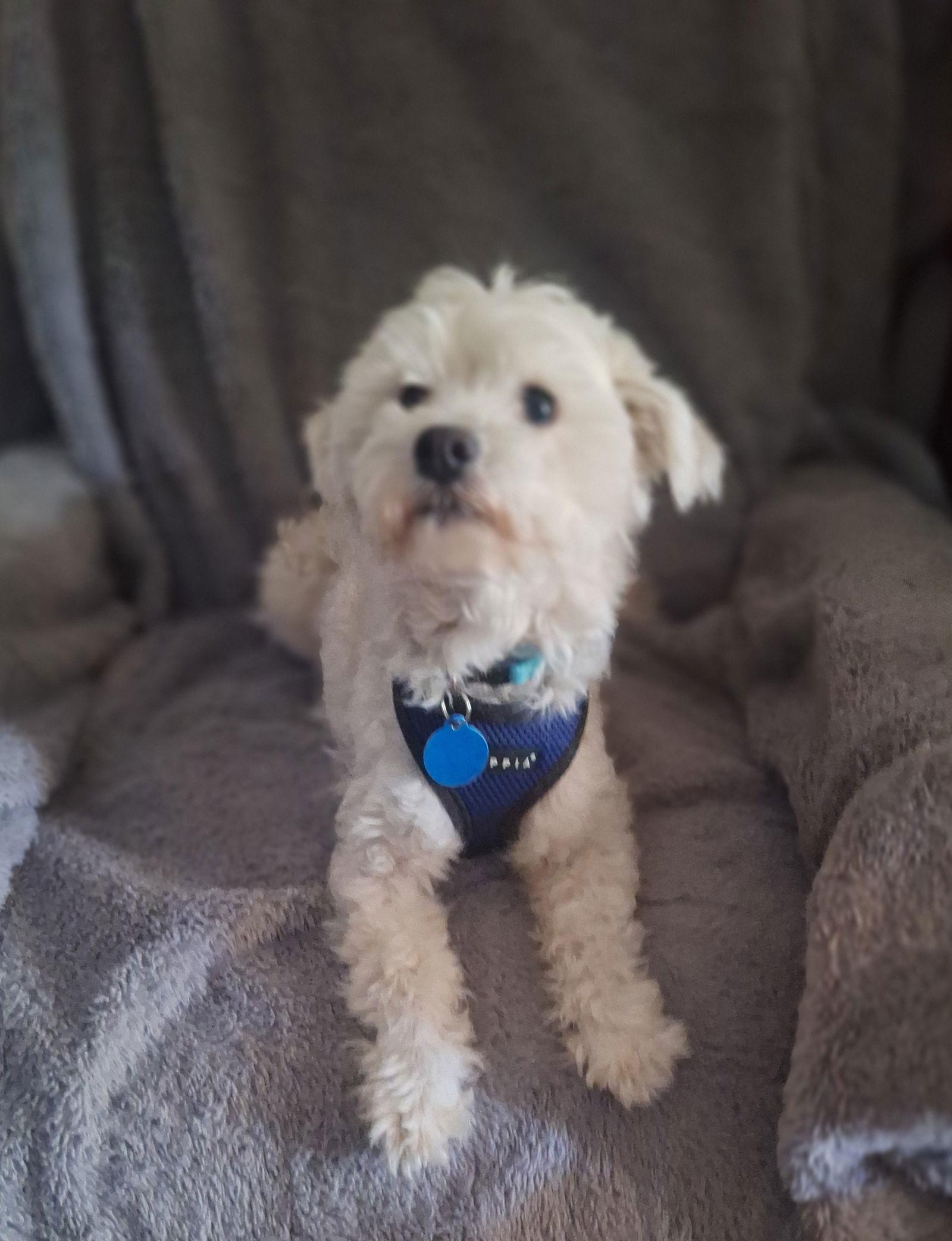 Luca, a Adopted Maltese in Colorado Springs, CO image 1/3
