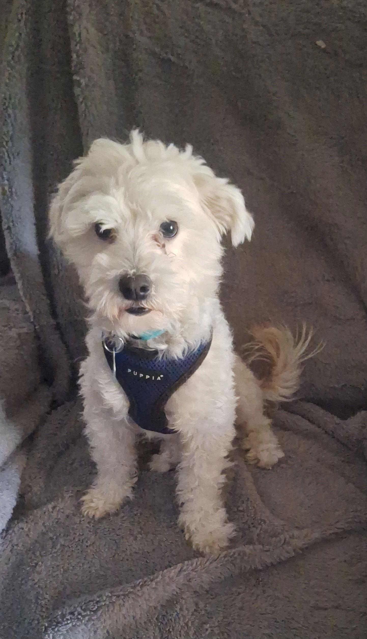 Luca, a Adopted Maltese in Colorado Springs, CO image 2/3