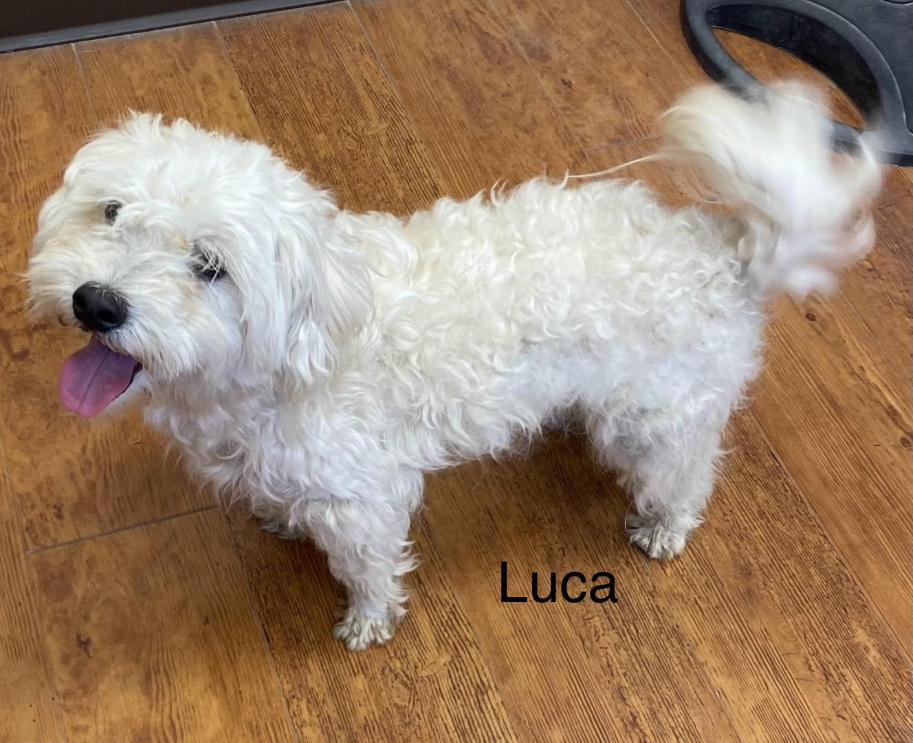 Luca, a Adopted Maltese in Colorado Springs, CO image 3/3
