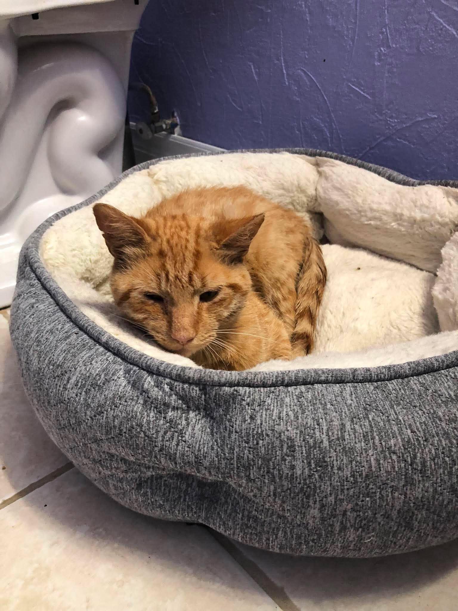 Enlarge TIPPY, a Adopted Domestic Short Hair in Tillsonburg, ON image 2/6