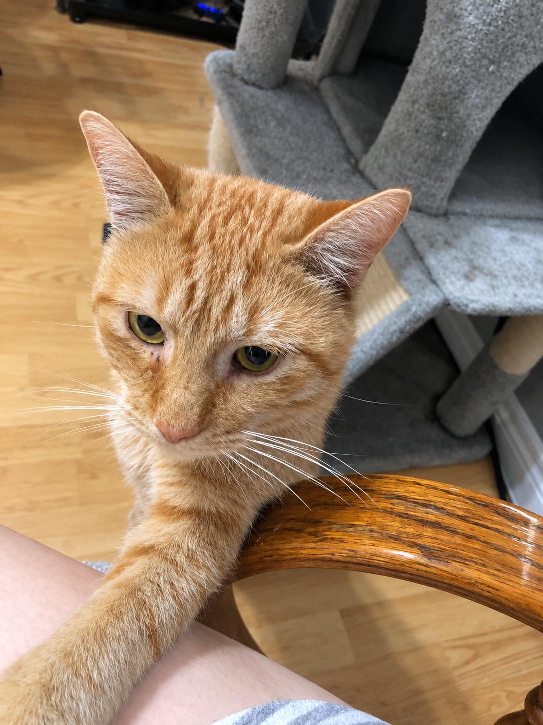 Enlarge TIPPY, a Adopted Domestic Short Hair in Tillsonburg, ON image 6/6