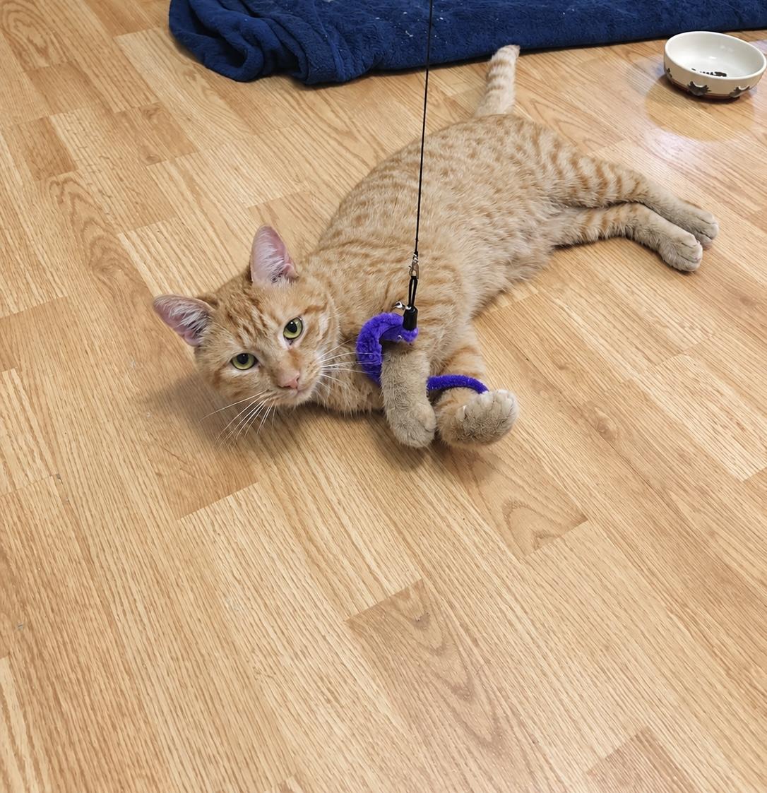 Enlarge TIPPY, a Adopted Domestic Short Hair in Tillsonburg, ON image 5/6
