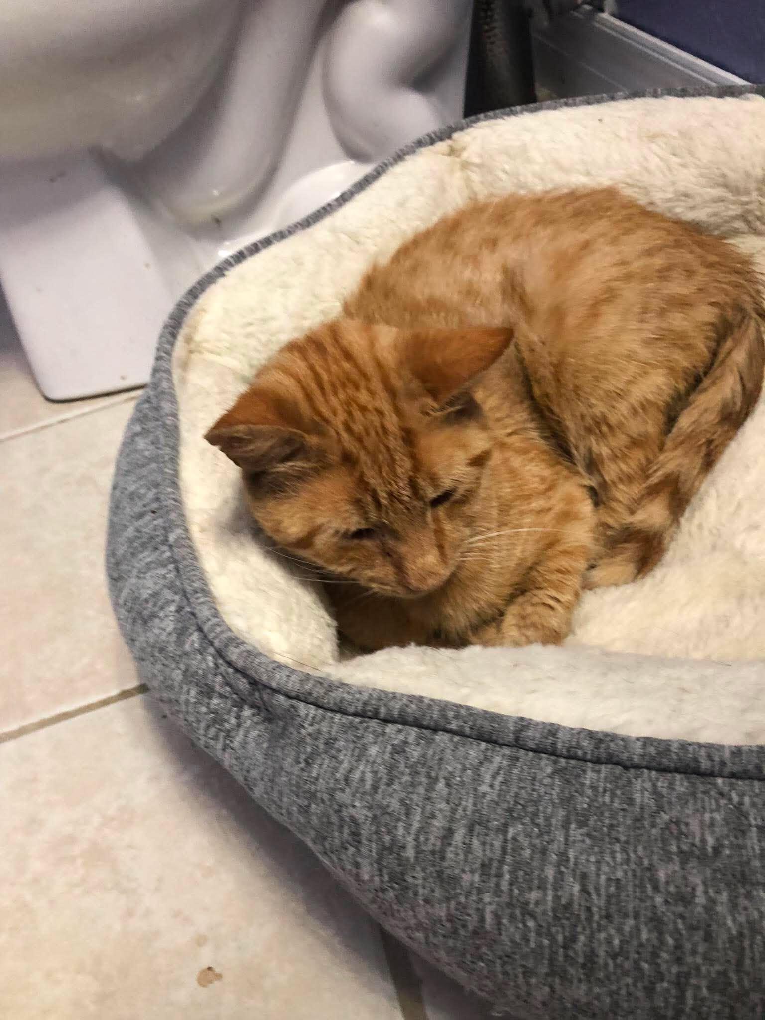 Enlarge TIPPY, a Adopted Domestic Short Hair in Tillsonburg, ON image 3/6