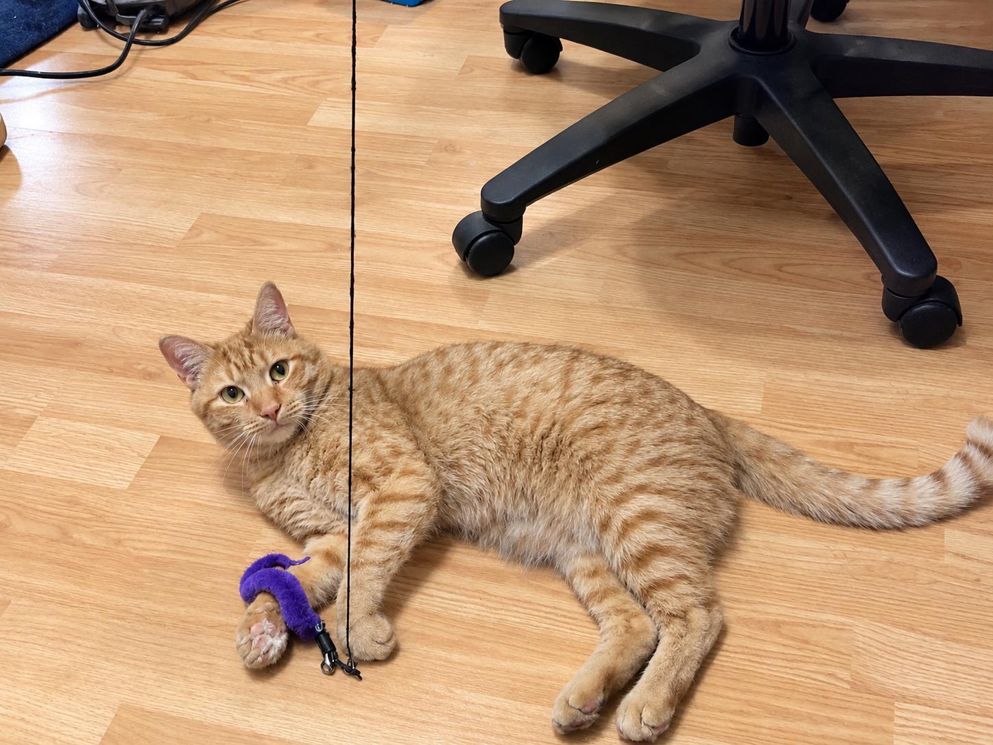 Enlarge TIPPY, a Adopted Domestic Short Hair in Tillsonburg, ON image 1/6