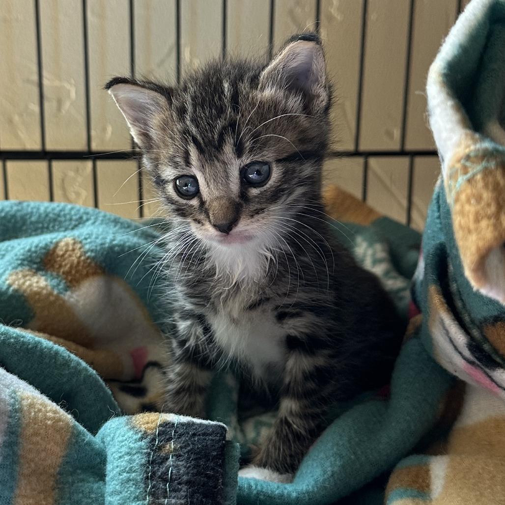 Garry, Adoptable, Kitten Male Domestic Short Hair.