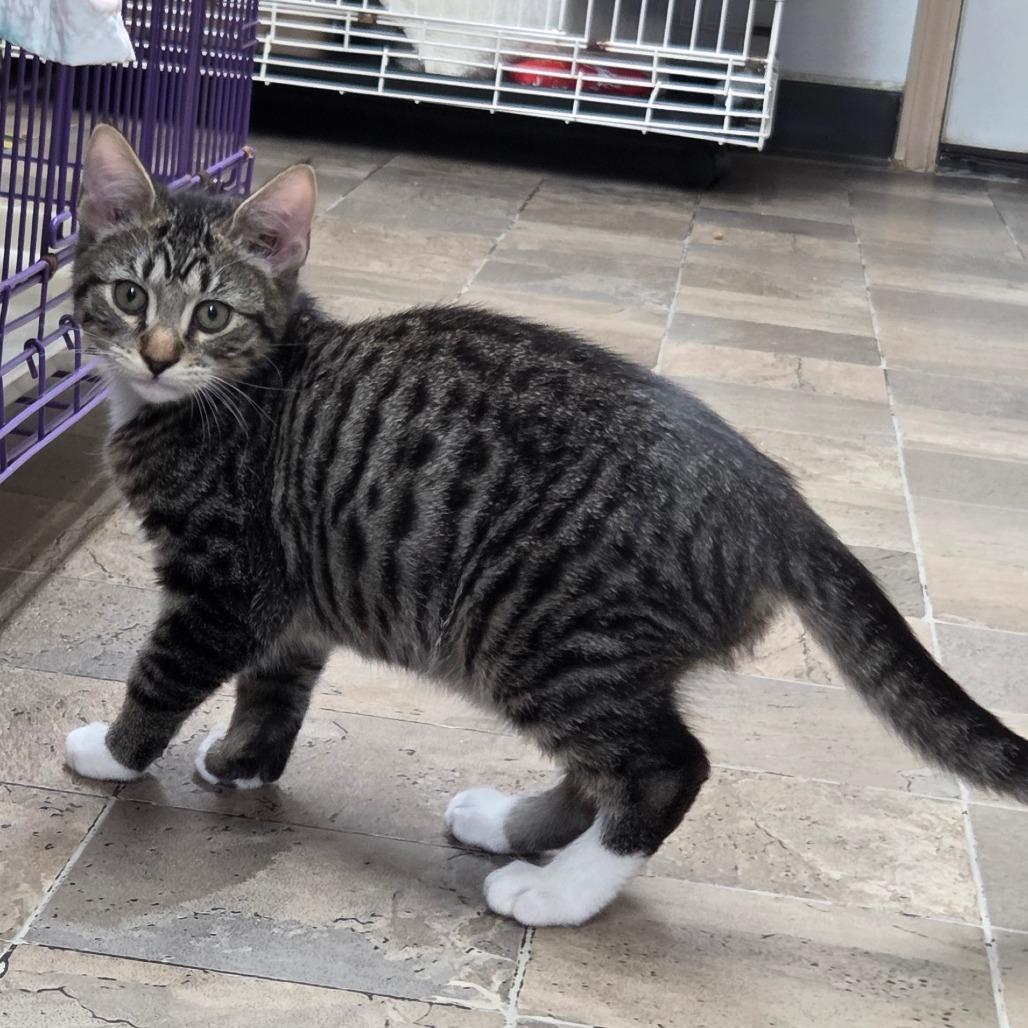 Garry, Adoptable, Kitten Male Domestic Short Hair.