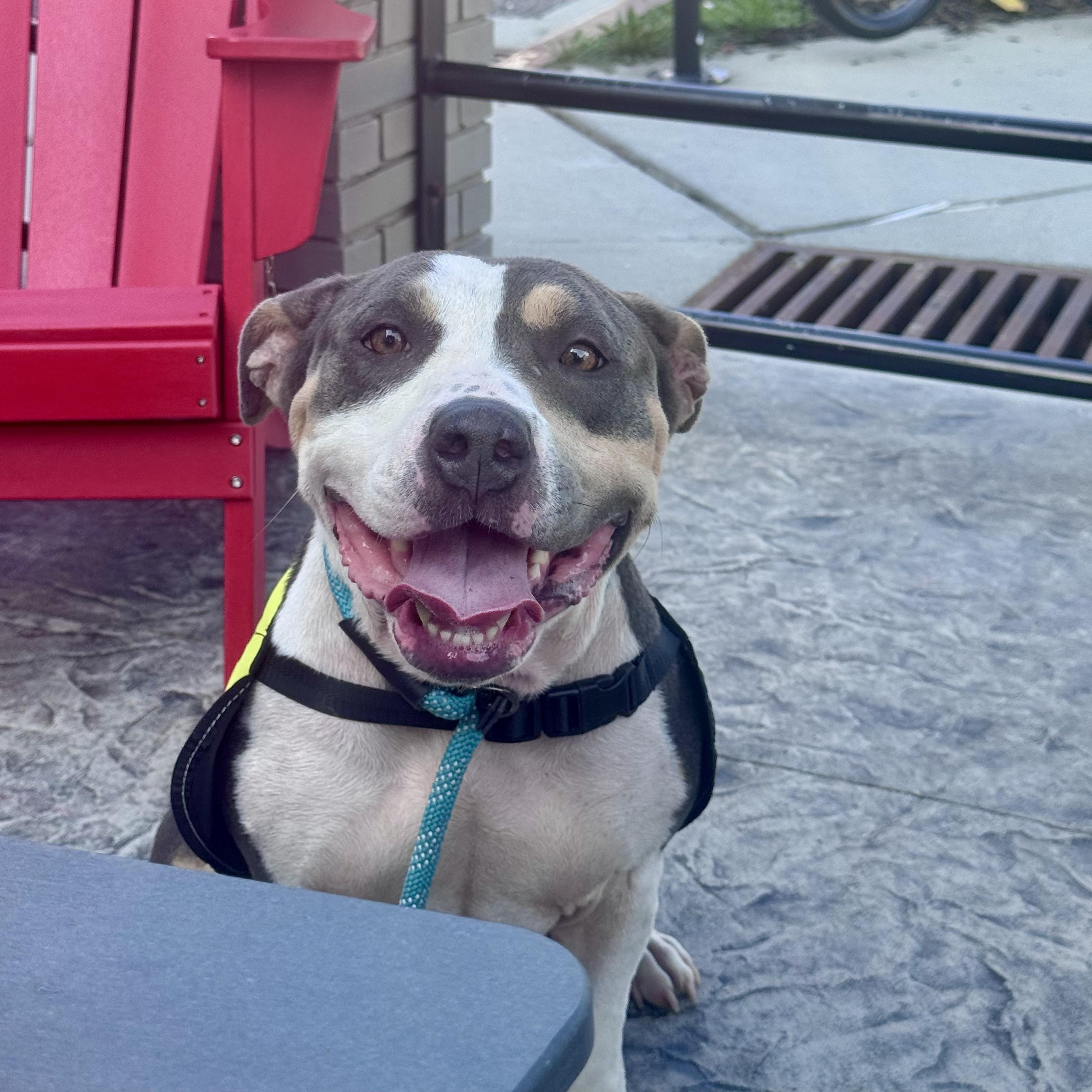 Enlarge Sweetie, a Adoptable American Staffordshire Terrier in Hixson, TN image 1/4