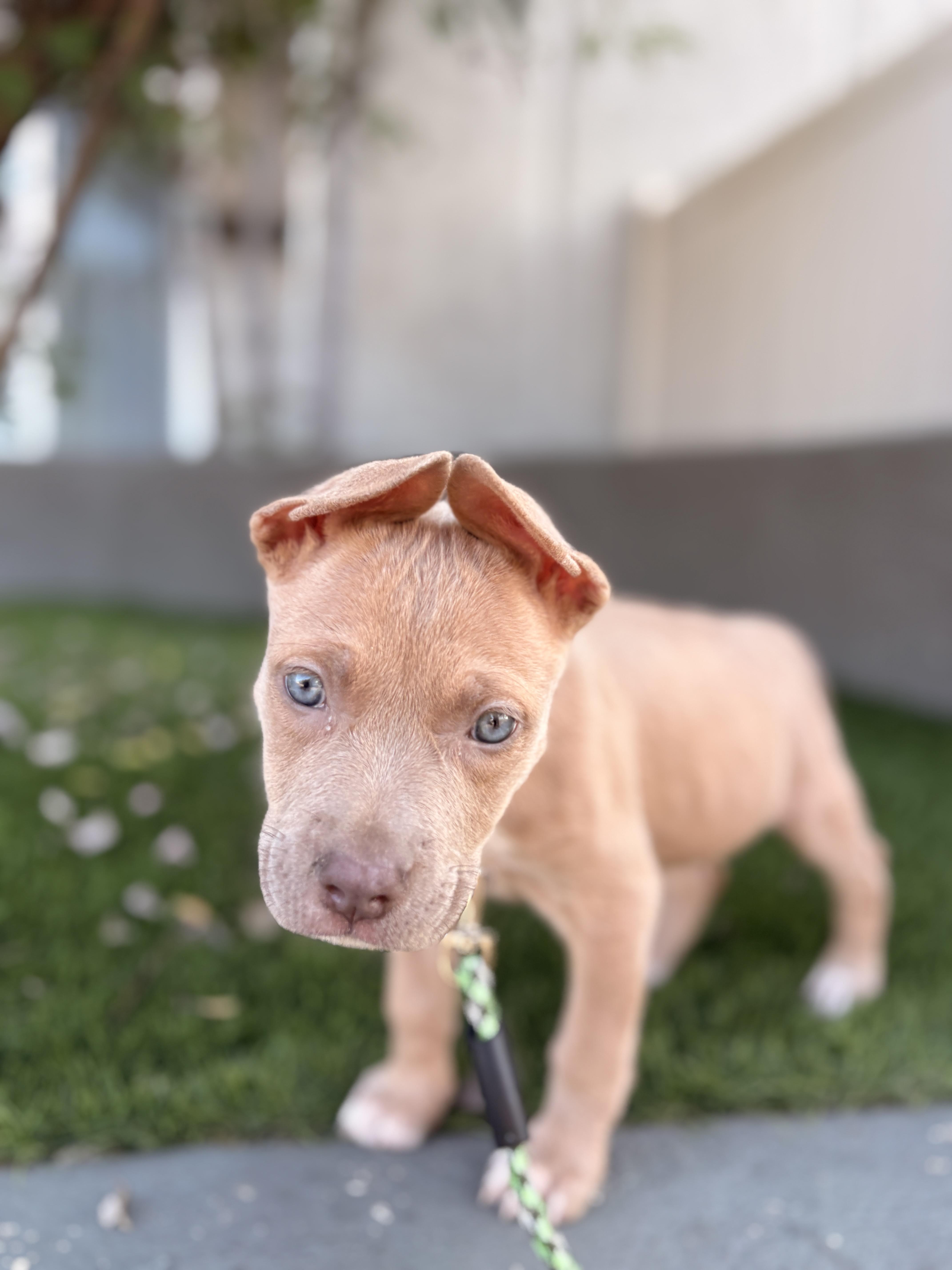 Enlarge Nessie, an adopted mixed breed in Van Nuys, CA image 2/5