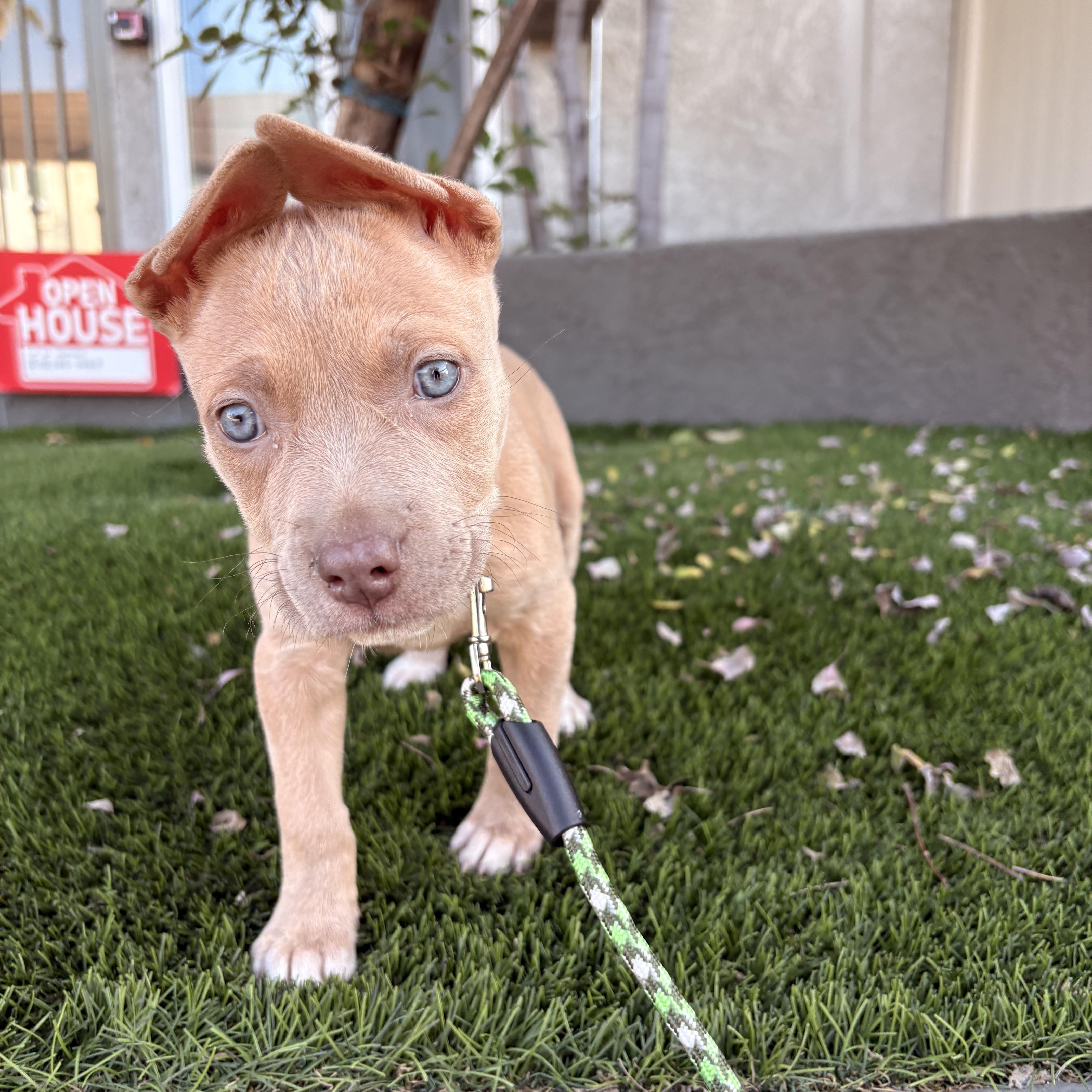 Enlarge Nessie, an adopted mixed breed in Van Nuys, CA image 3/5