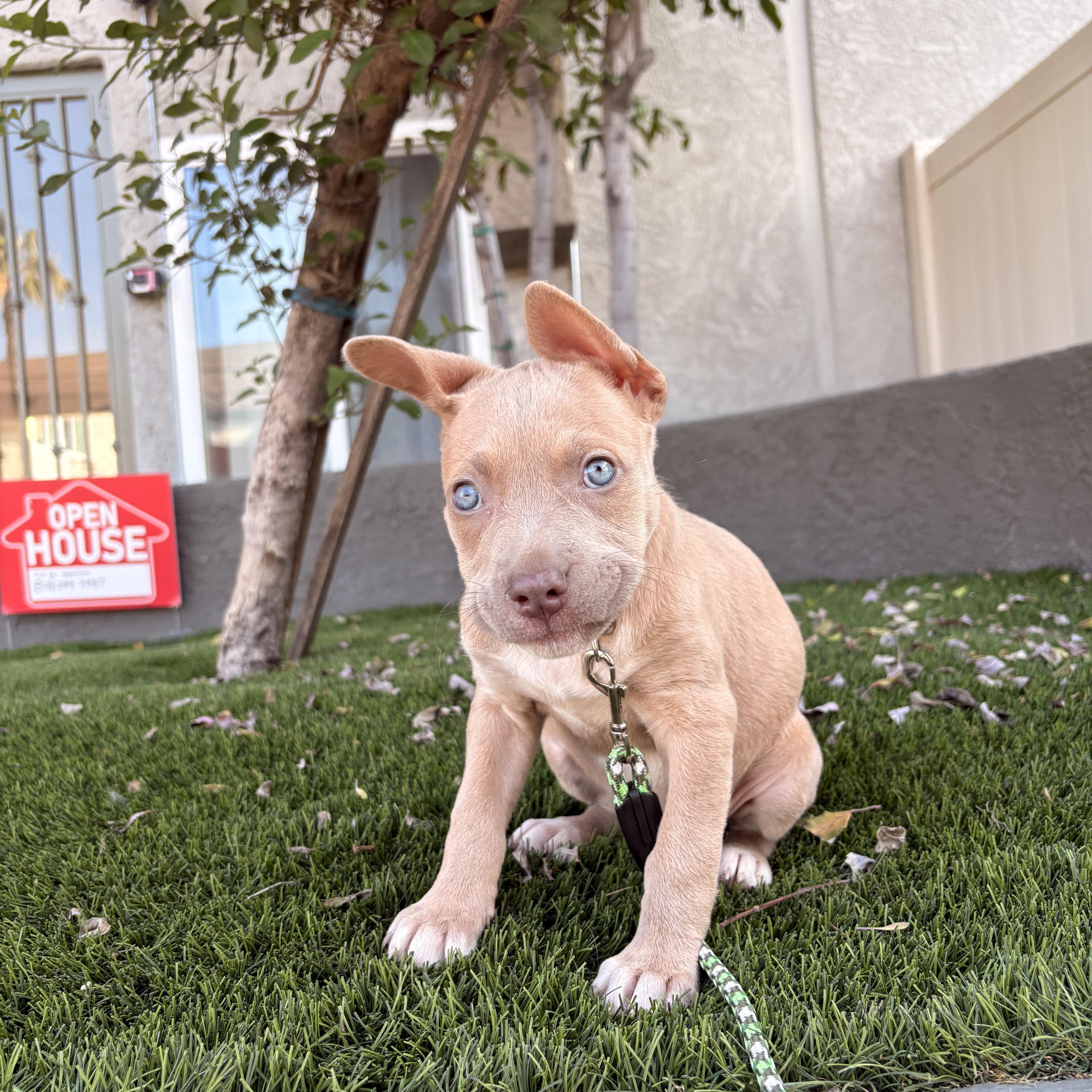 Enlarge Nessie, an adopted mixed breed in Van Nuys, CA image 1/5