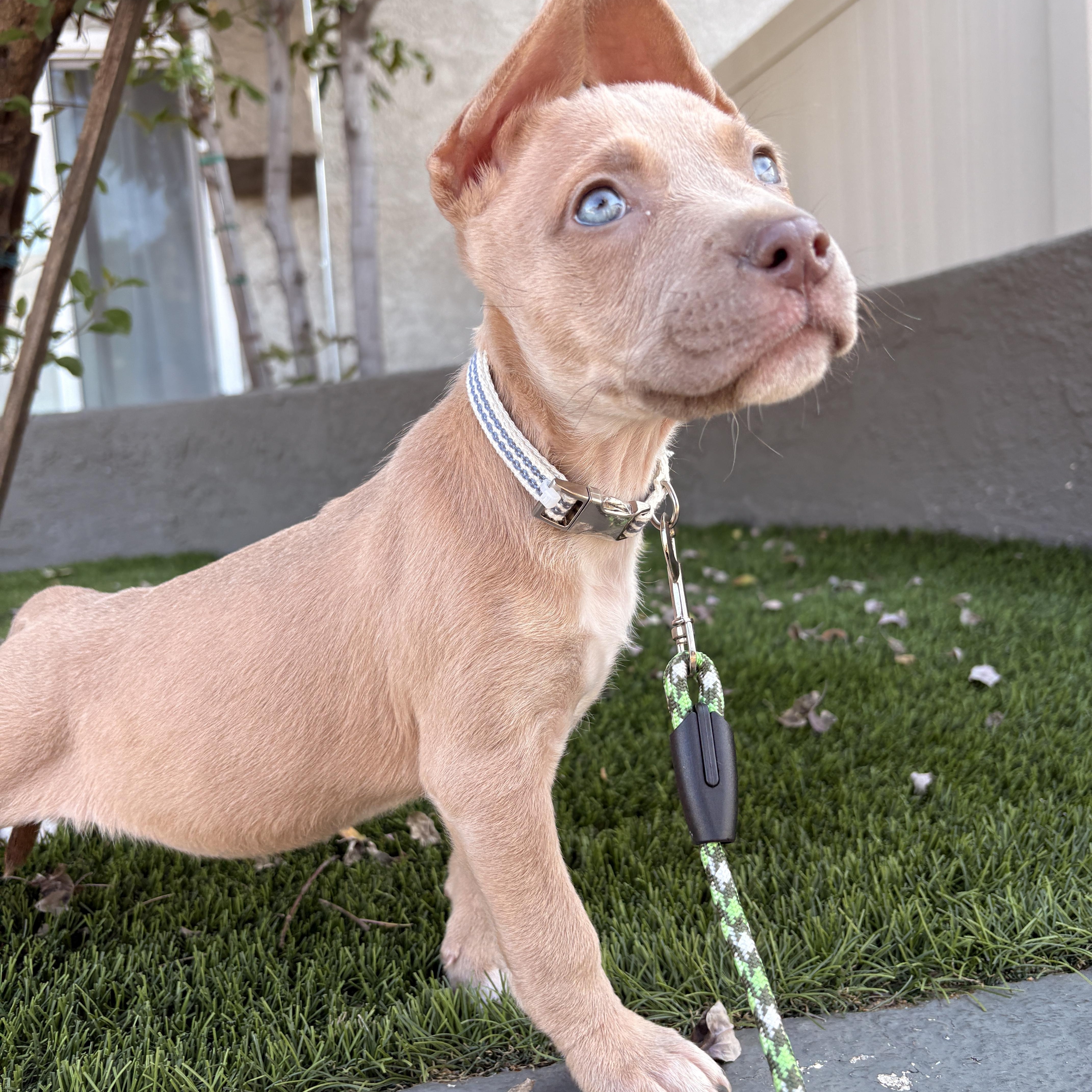 Enlarge Nessie, an adopted mixed breed in Van Nuys, CA image 4/5
