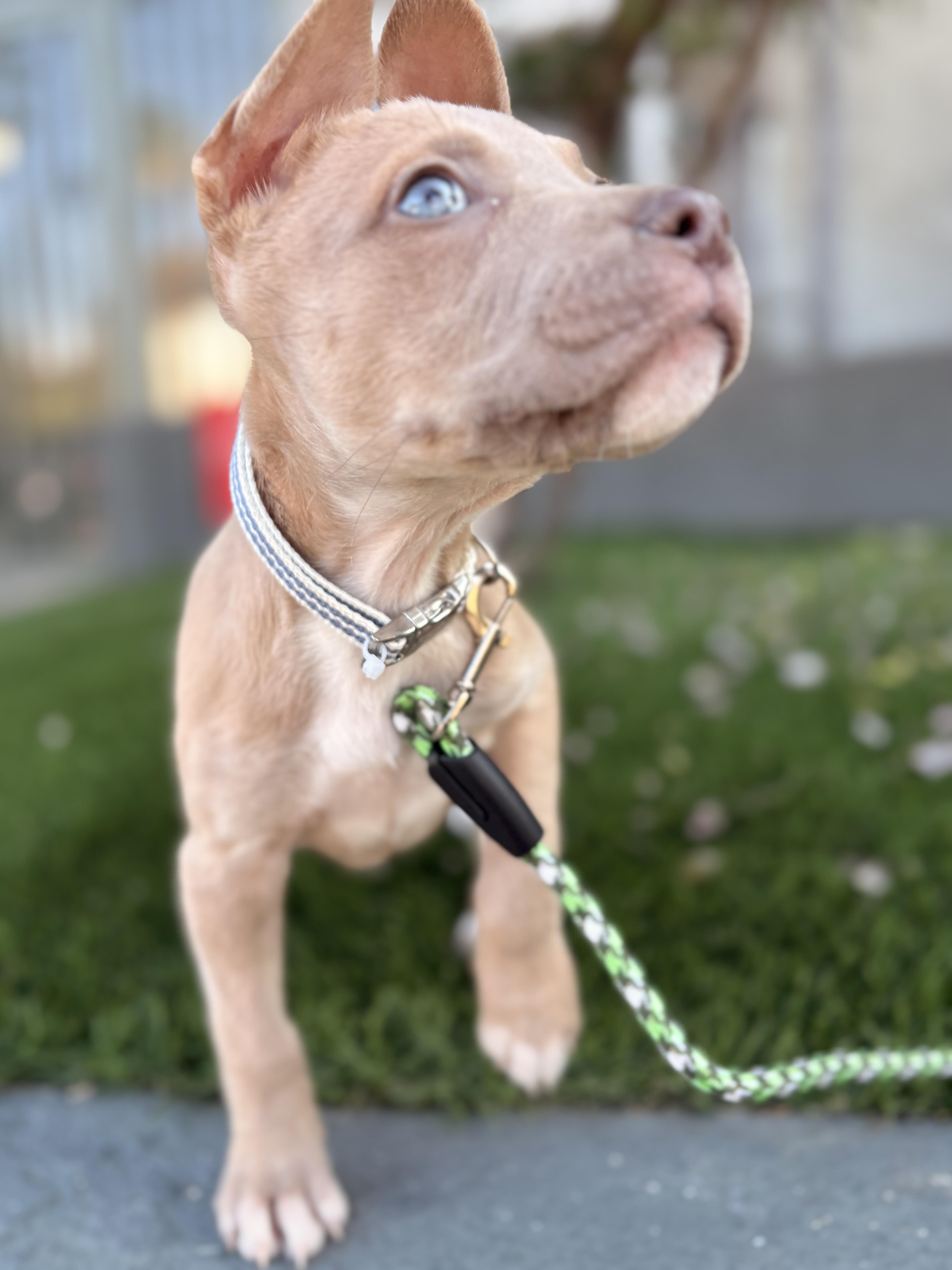Enlarge Nessie, an adopted mixed breed in Van Nuys, CA image 5/5