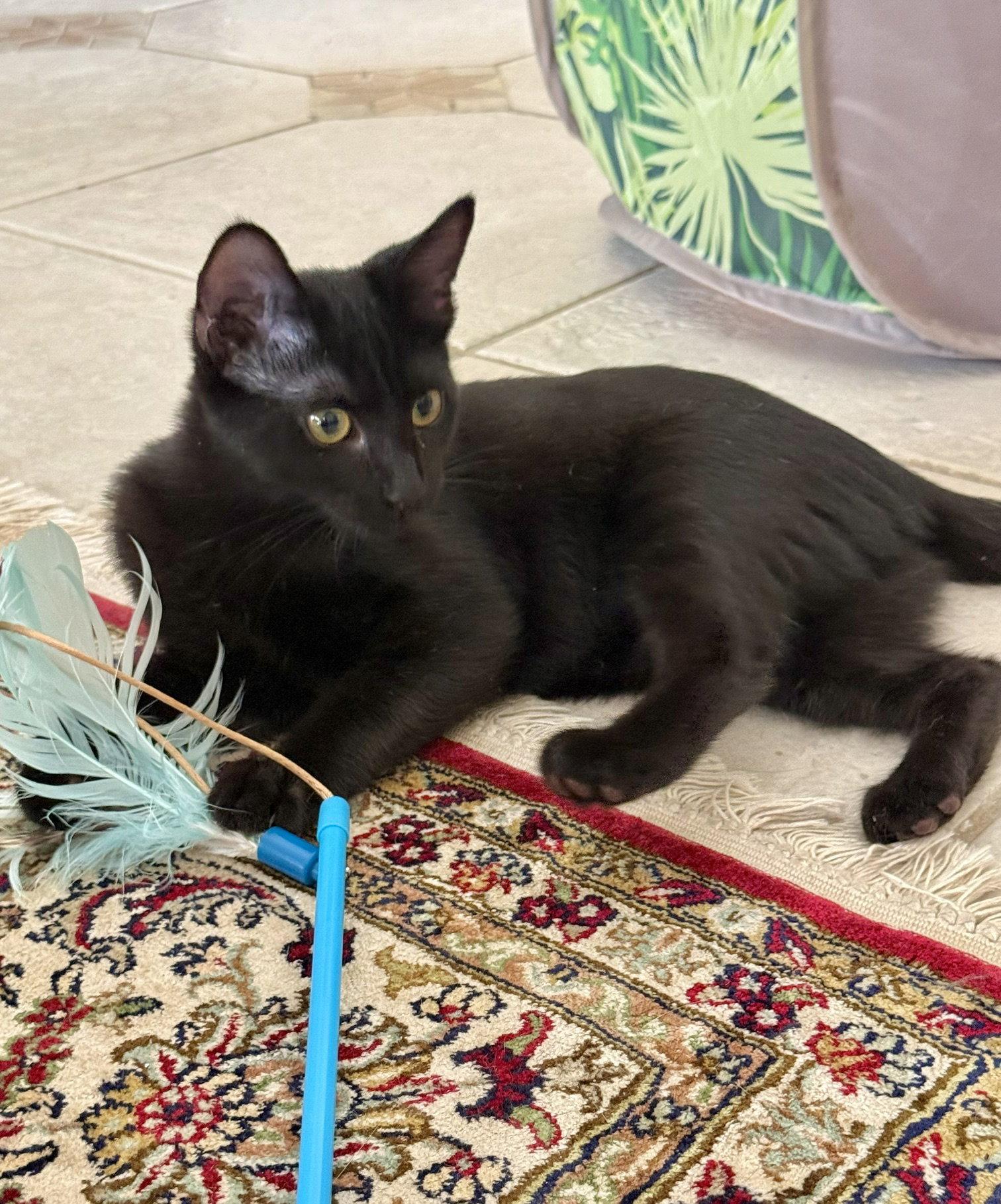 Georgia (1842), Adoptable, Kitten Female Domestic Short Hair.