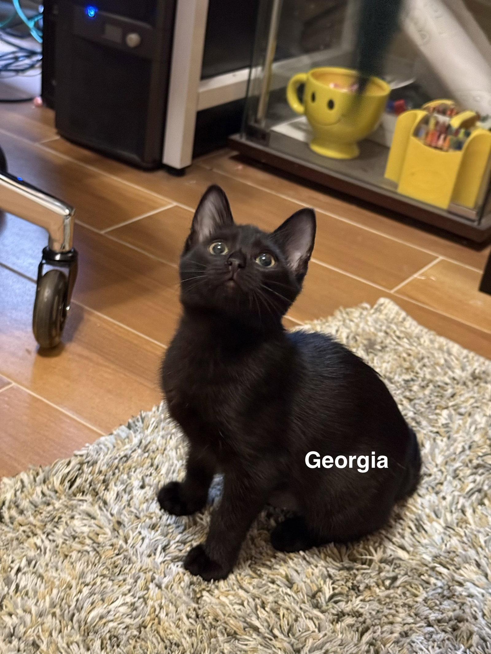 Enlarge Georgia (1842), a Adoptable Domestic Short Hair in Wesley Chapel, FL image 2/2