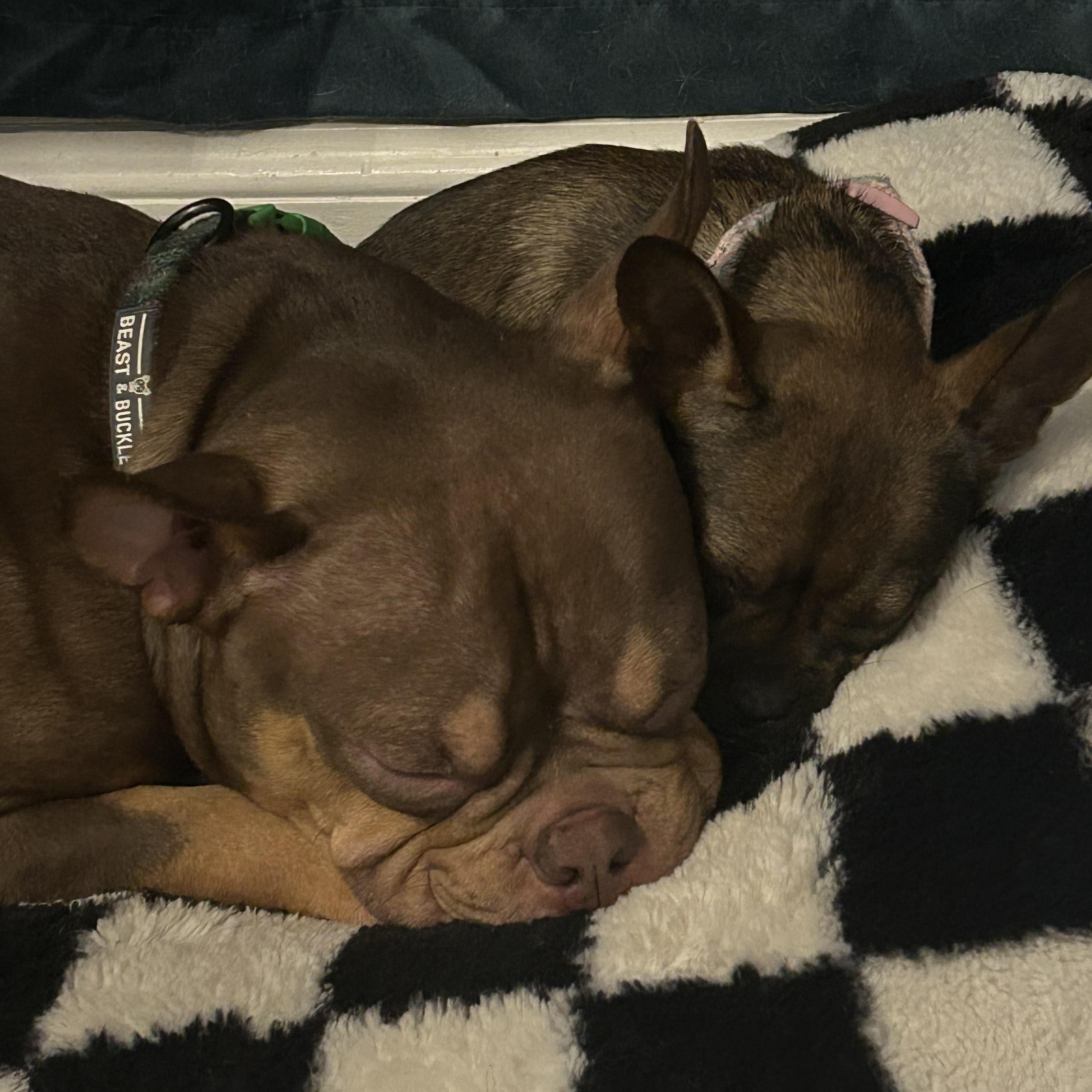 Leah, an adopted mixed breed in Virginia Beach, VA image 3/4