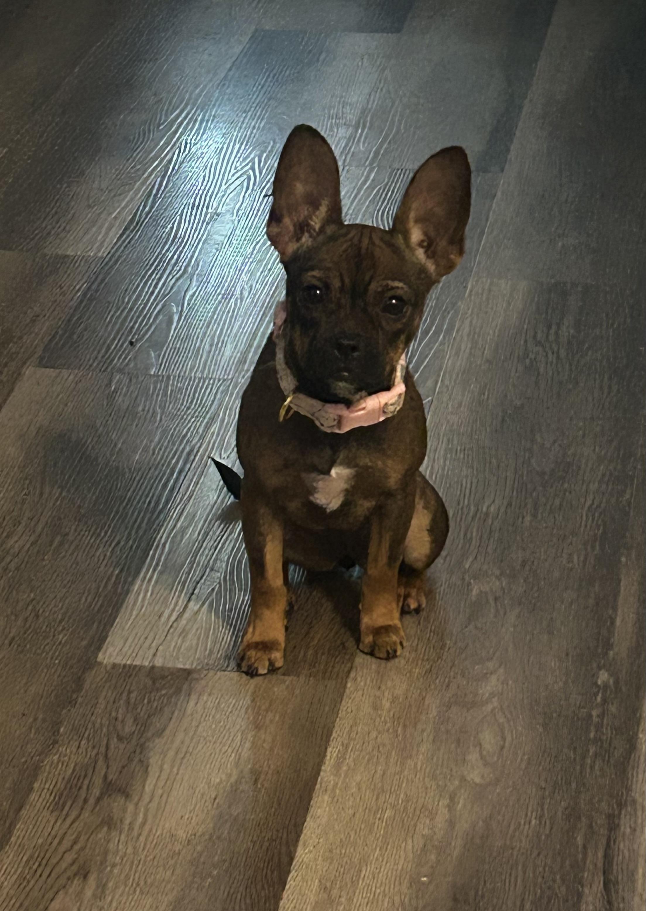 Leah, an adopted mixed breed in Virginia Beach, VA image 2/4