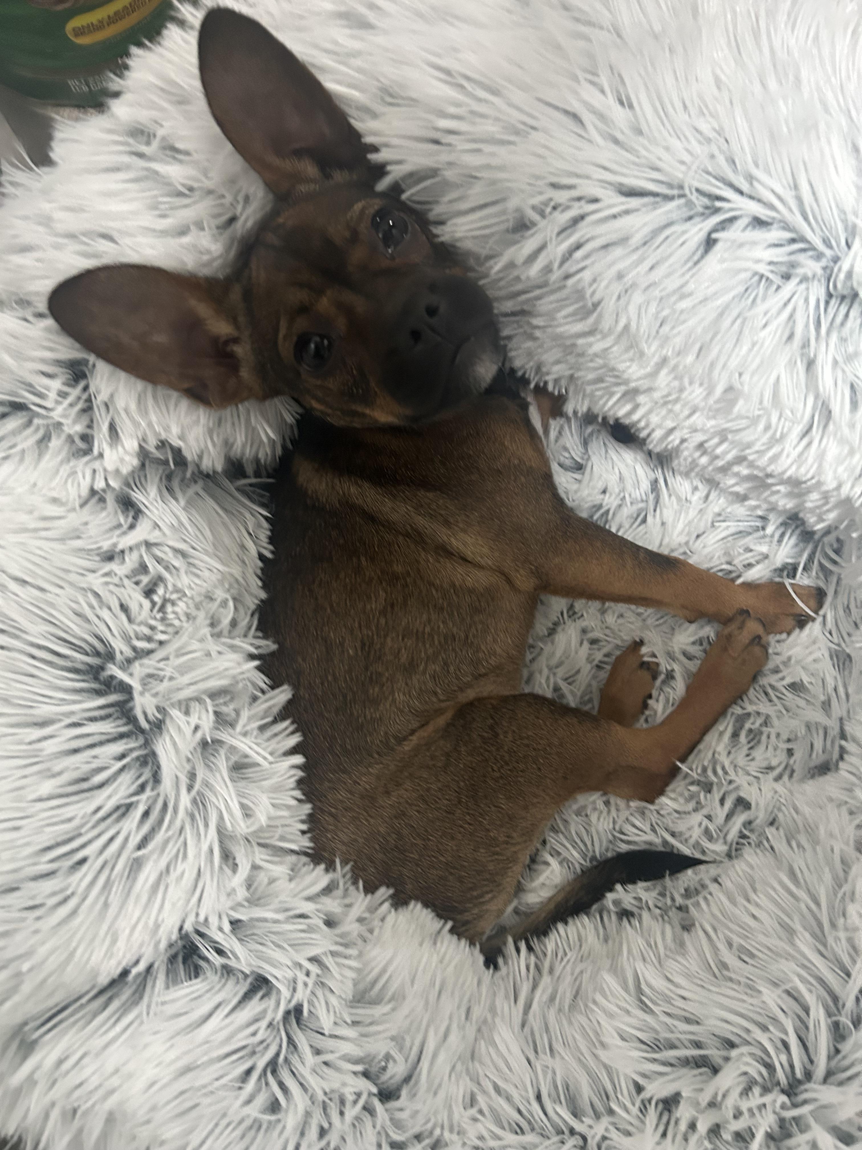 Leah, adopted, Puppy Female Chihuahua.