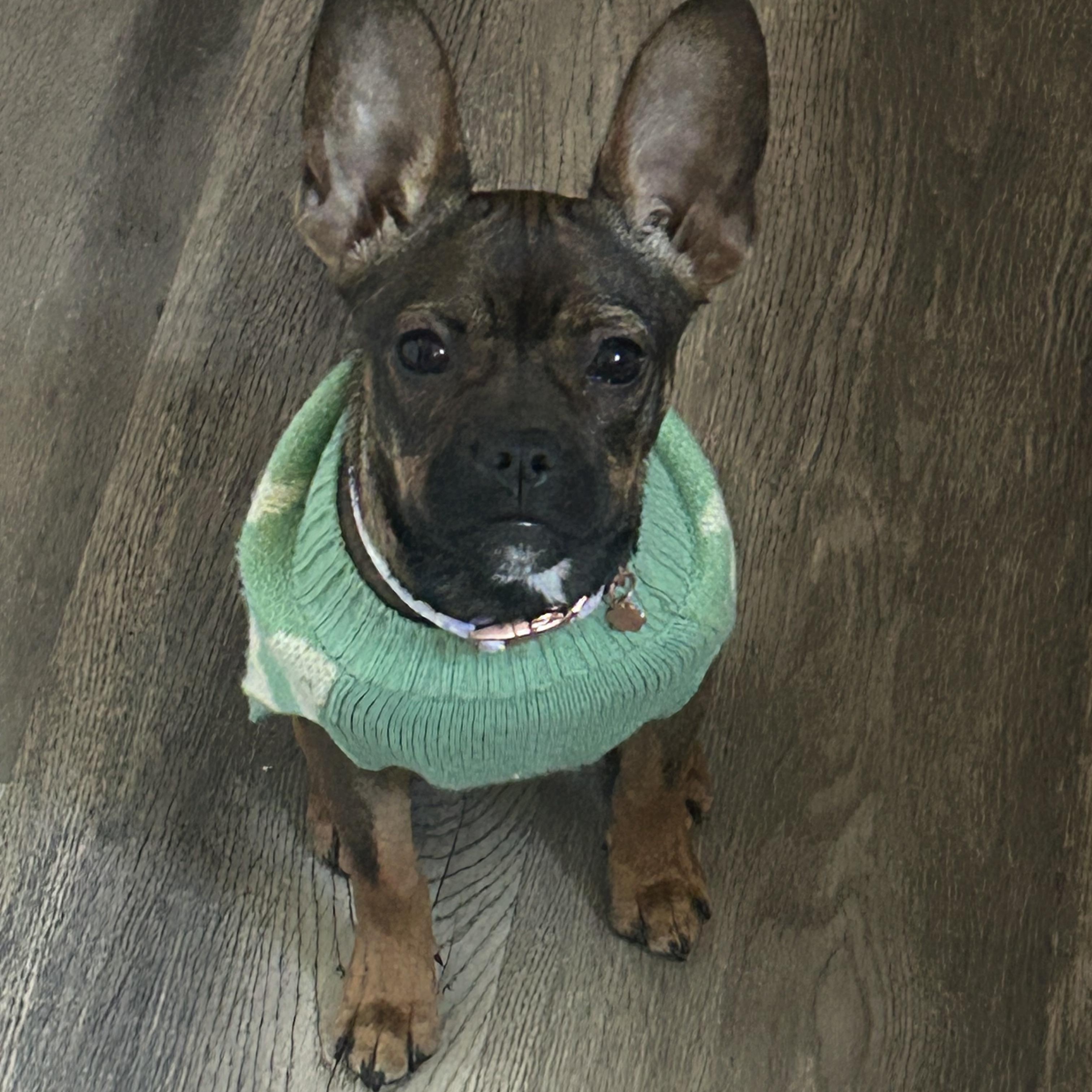 Leah, an adopted mixed breed in Virginia Beach, VA image 4/4