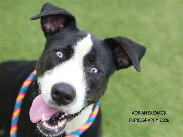 Ruby, Adopted, Adult Female Mixed Breed.