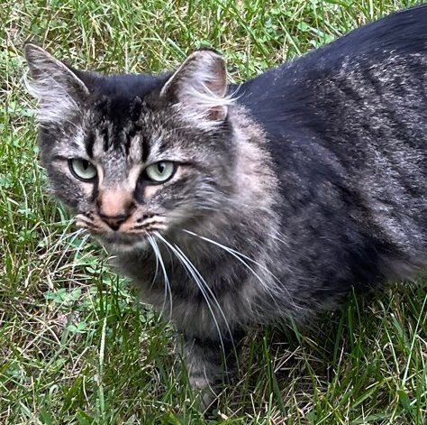 Newton, a Adoptable Domestic Medium Hair in Ypsilanti, MI image 1/2