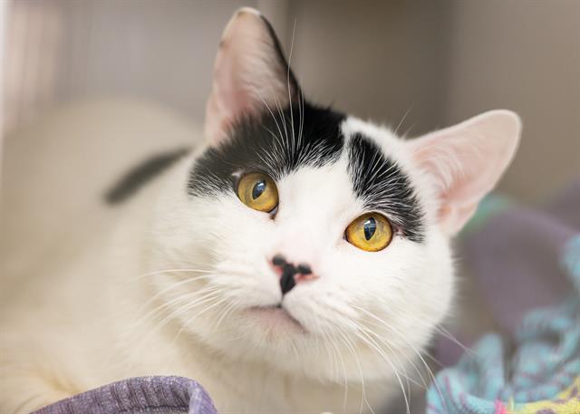 Enlarge CORDUROY, a Adoptable Domestic Short Hair in Colorado Springs, CO image 1/1