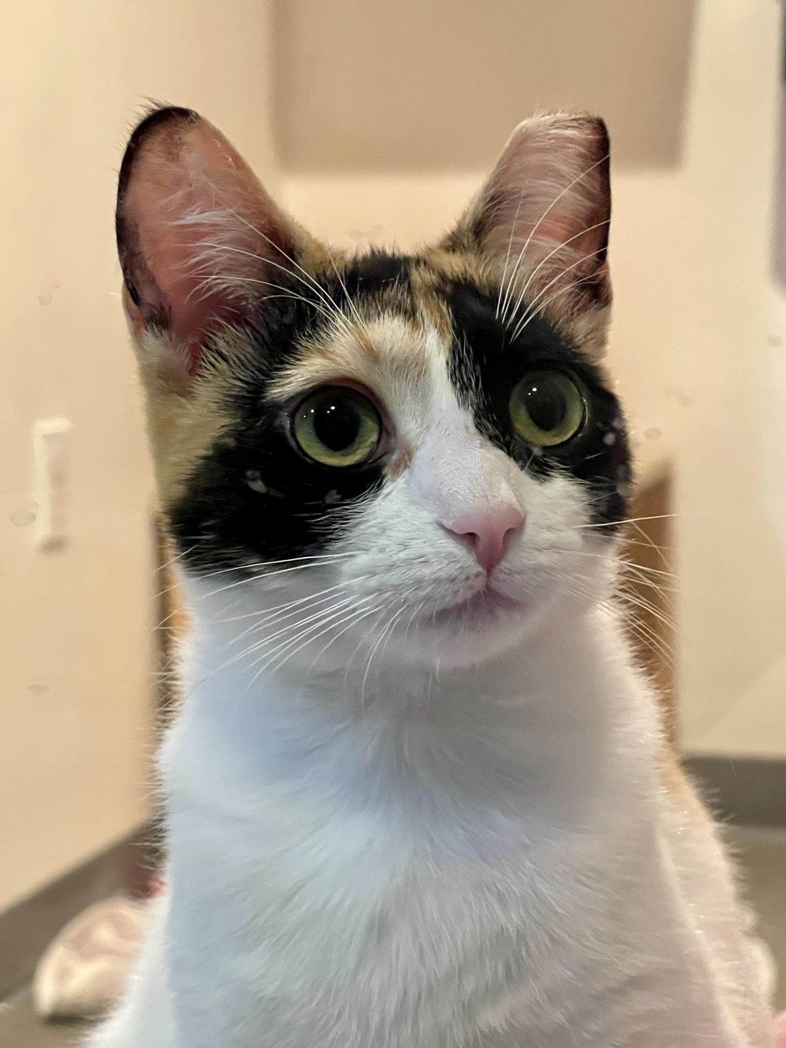 Enlarge Starburst, a Adopted Domestic Short Hair in Oakland, CA image 1/3