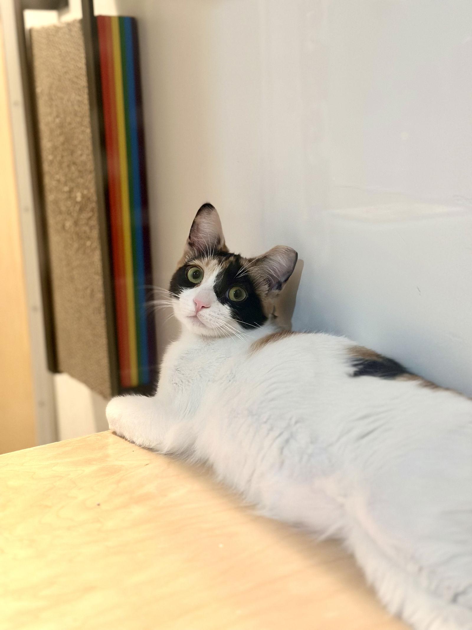 Enlarge Starburst, a Adopted Domestic Short Hair in Oakland, CA image 2/3