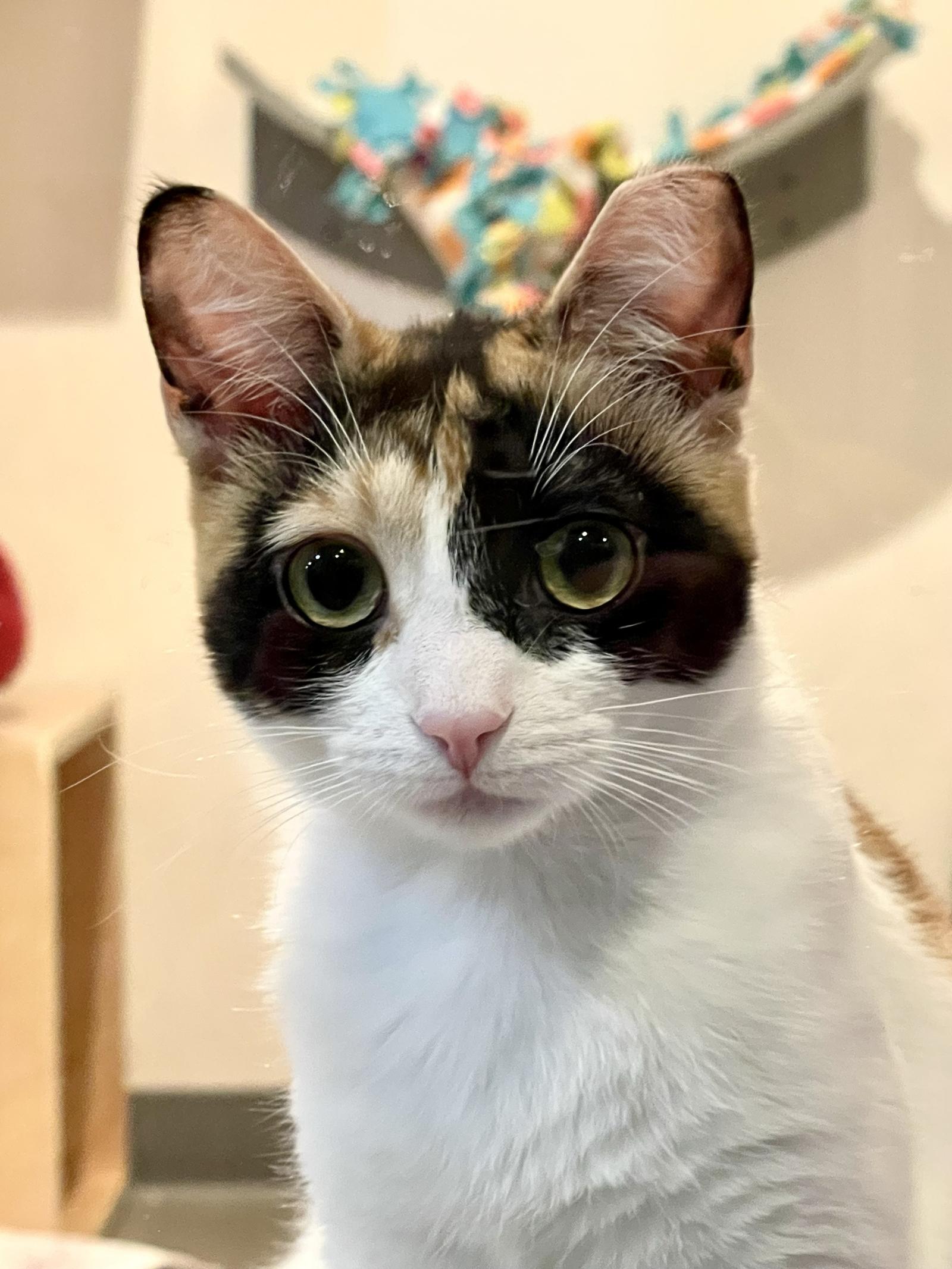 Enlarge Starburst, a Adopted Domestic Short Hair in Oakland, CA image 3/3