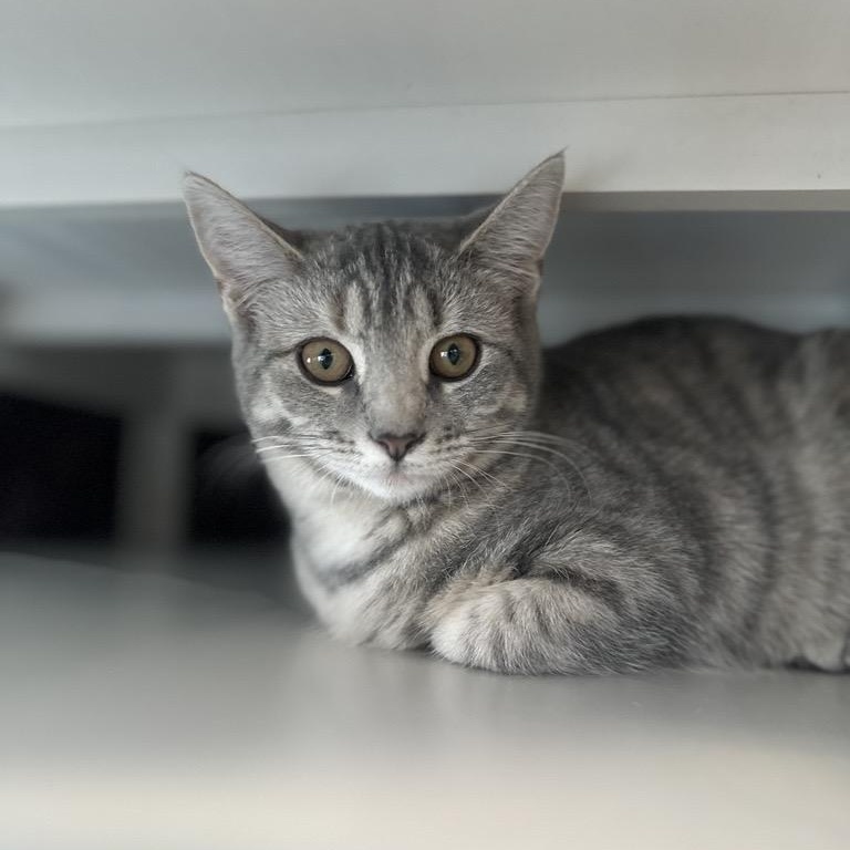 Wolcott, adopted, Kitten Female Domestic Short Hair.