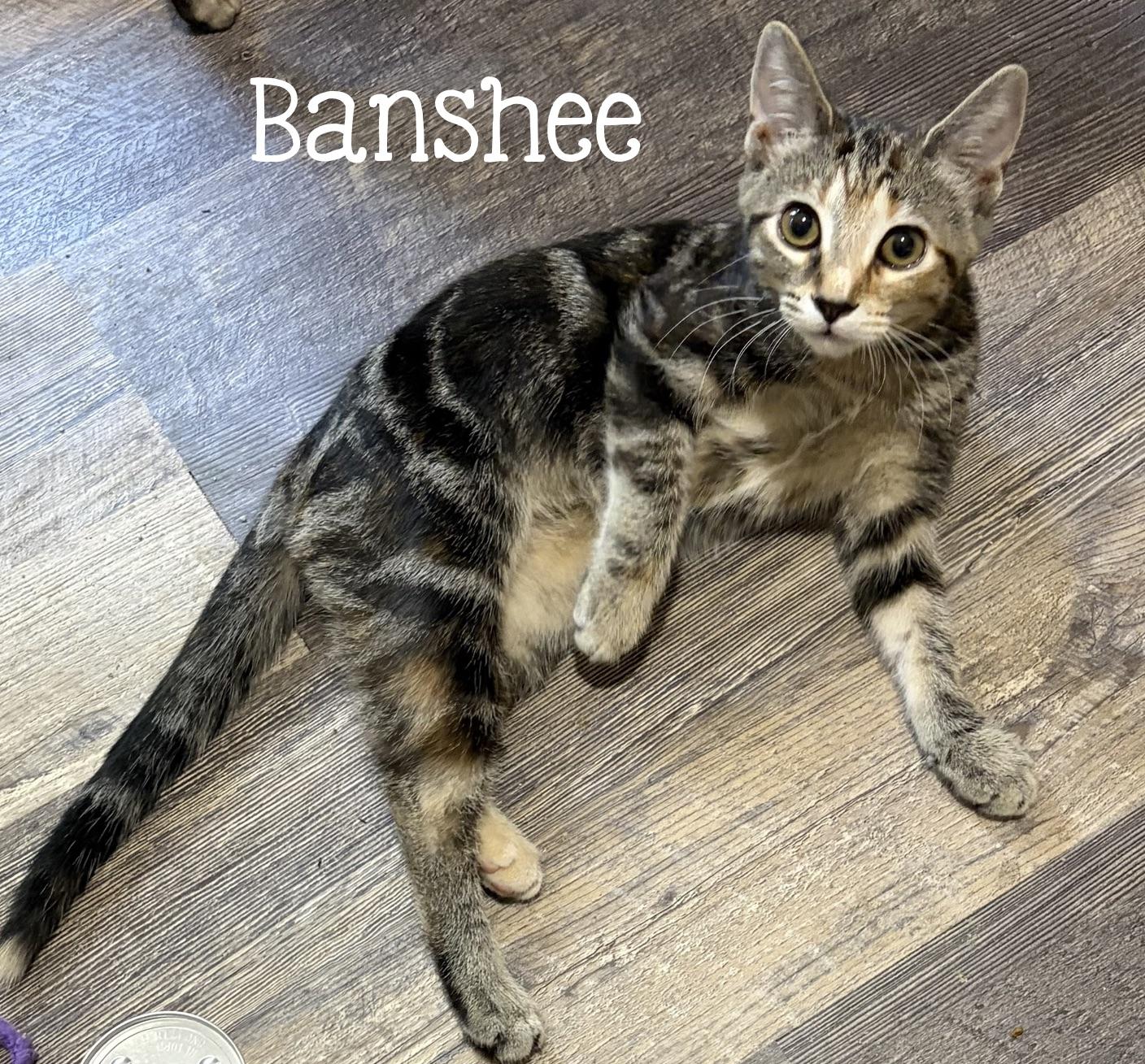 Enlarge Banshee...a little bit of chaos, a whole lot of love, a Adoptable Domestic Short Hair in Murfreesboro, TN image 1/2