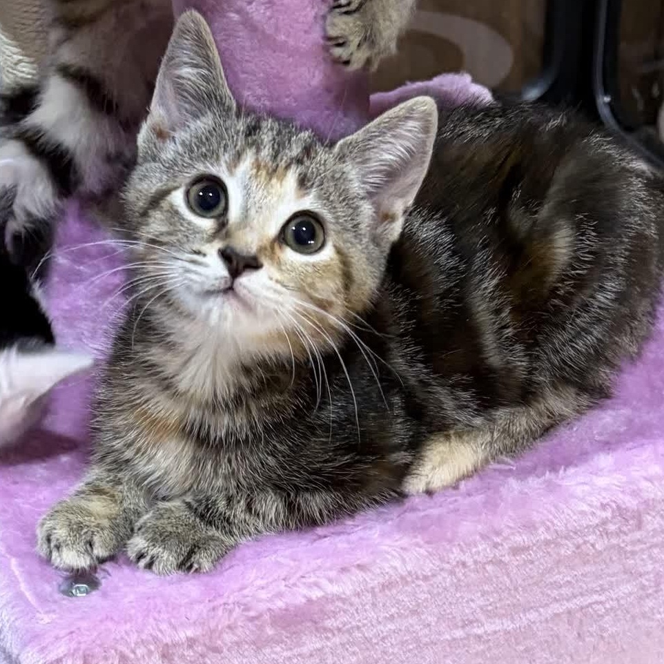 Banshee, a Adoptable Domestic Short Hair in Murfreesboro, TN image 1/2