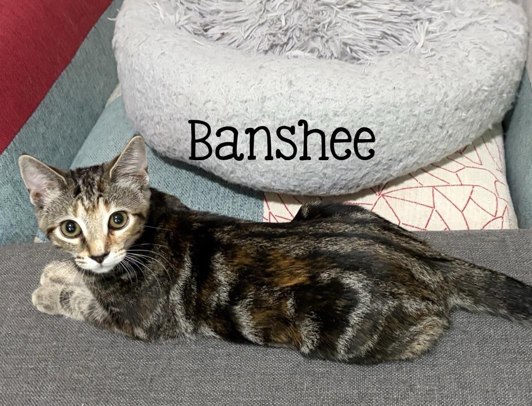 Enlarge Banshee...a little bit of chaos, a whole lot of love, a Adoptable Domestic Short Hair in Murfreesboro, TN image 2/2