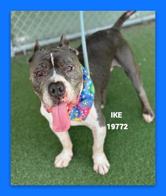 Enlarge IKE, a ADOPTABLE mixed breed in Marietta, GA image 3/6