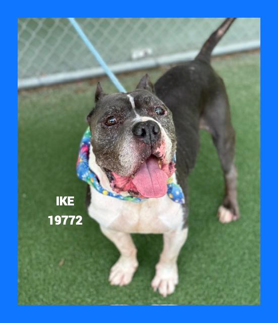 Enlarge IKE, a ADOPTABLE mixed breed in Marietta, GA image 4/6