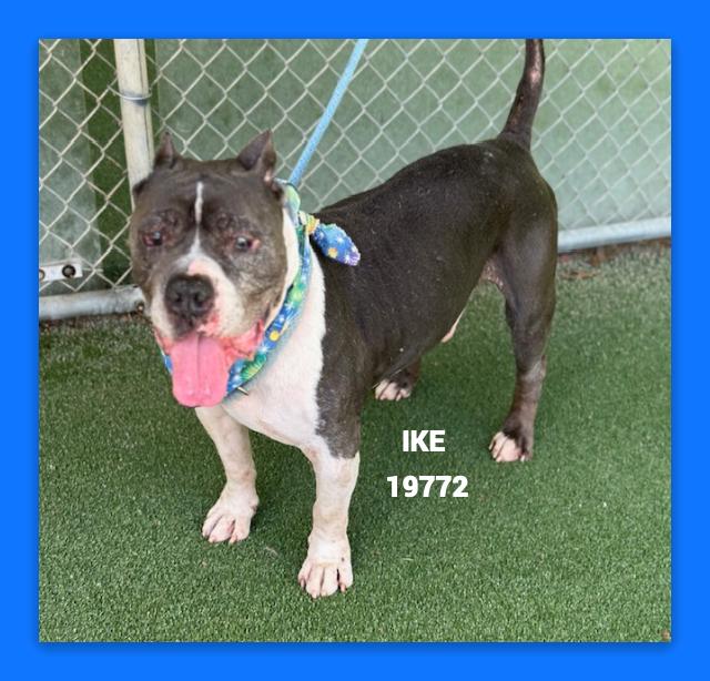 Enlarge IKE, a ADOPTABLE mixed breed in Marietta, GA image 6/6