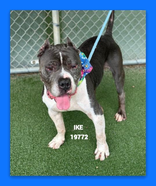 Enlarge IKE, a ADOPTABLE mixed breed in Marietta, GA image 2/6