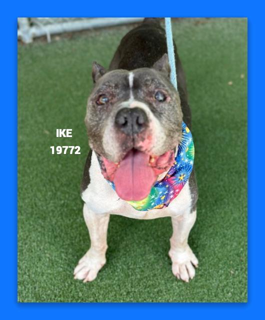 IKE, ADOPTABLE, Senior Male Pit Bull Terrier & Mixed Breed.
