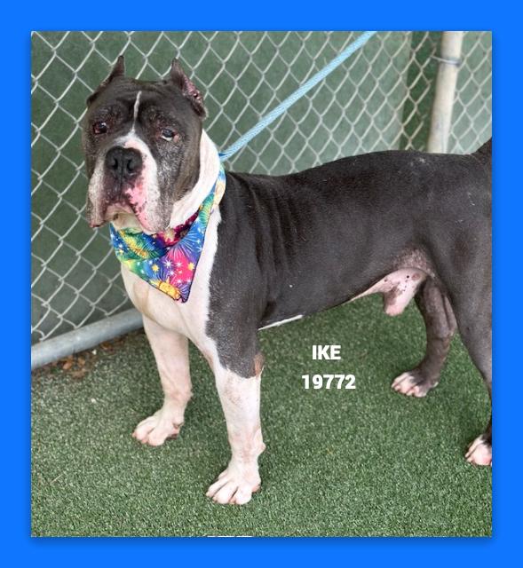 Enlarge IKE, a ADOPTABLE mixed breed in Marietta, GA image 5/6