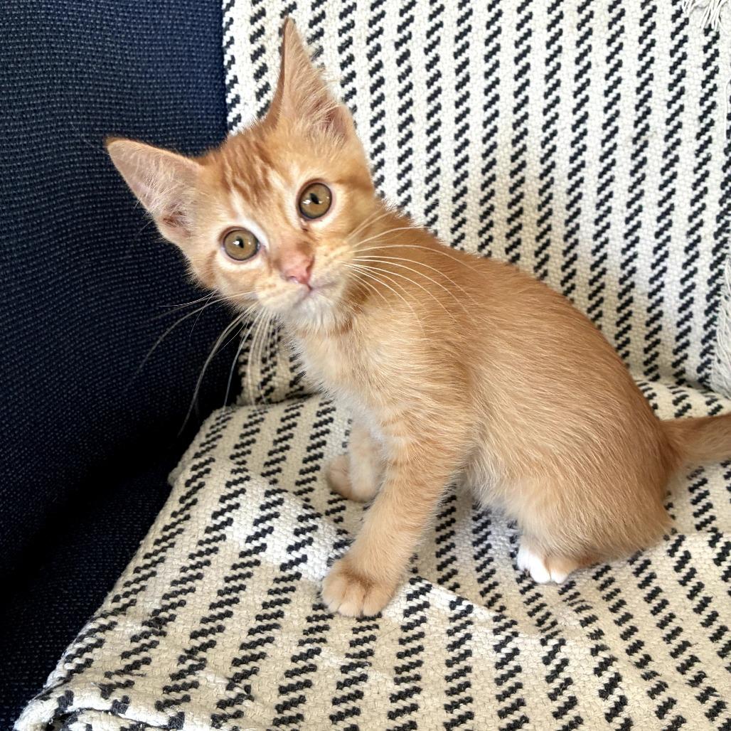 Pepper, Adoptable, Kitten Female Domestic Medium Hair.