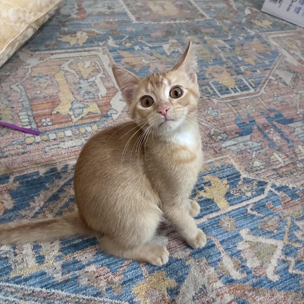 Pepper, a Adoptable Domestic Medium Hair in Mondovi, WI image 2/4