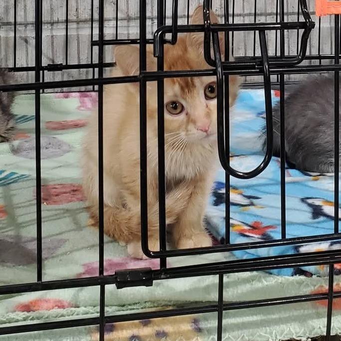 Pepper, a Adoptable Domestic Medium Hair in Mondovi, WI image 3/4
